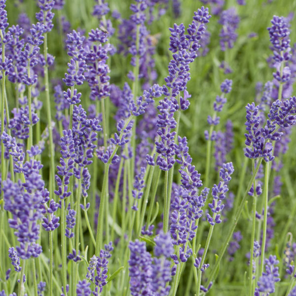 Lavandula 'hidcote blue' - levanduľa - 15250289 Lavandula 'Hidcote Blue' 03