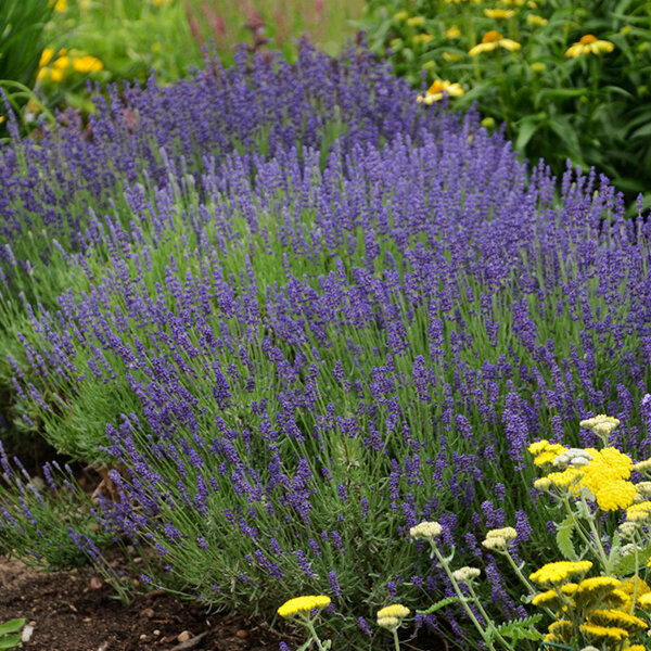 Lavandula 'hidcote blue' - levanduľa - 5250289 Lavandula 'Hidcote Blue' 04