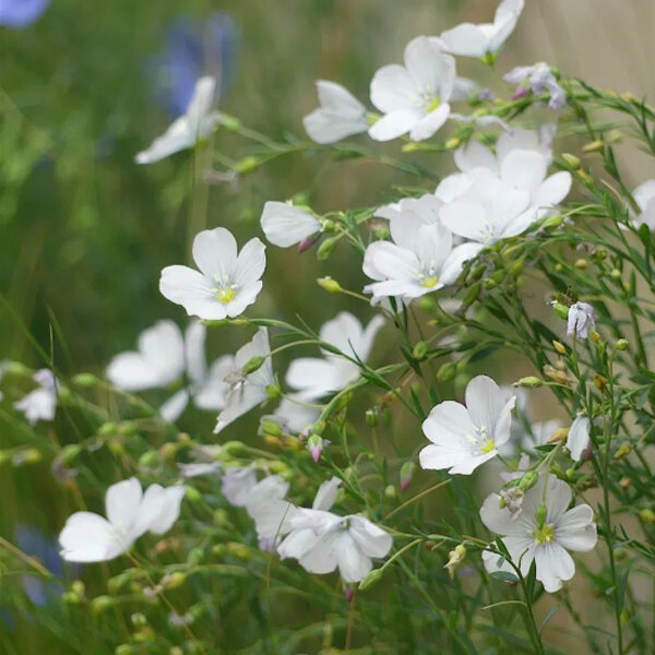 Linum 'diamant' - ľan - 9254473 Linum 'Diamant' 02