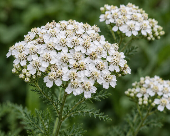 Achillea 'white beauty' - rebríček - Achillea 'White Beauty' 