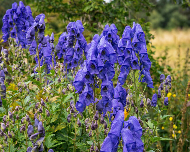 Aconitum 'arendsii' - prilbica - Aconitum 'Arendsii' 