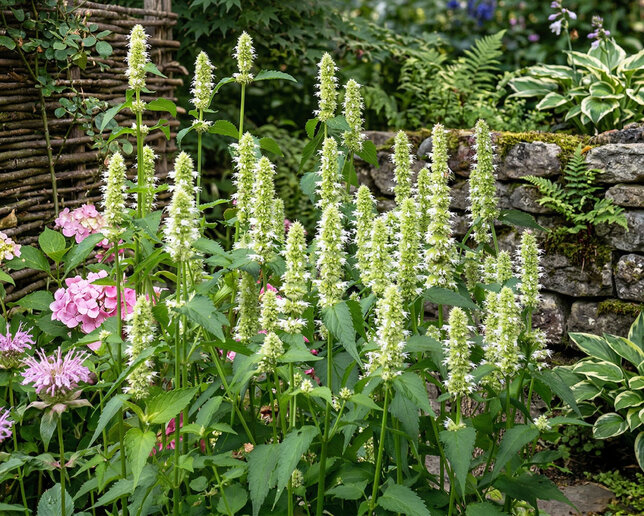 Agastache 'alabaster' - Agastache 'Alabaster'
