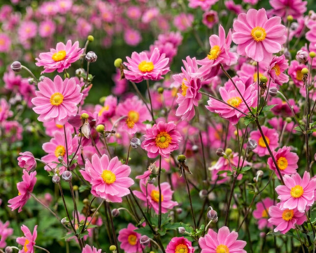 Anemone 'prinz heinrich' - veternica - Anemone 'Prinz Heinrich' 