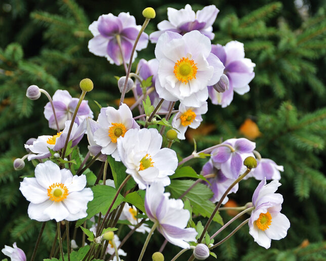Anemone 'ruffled swan' - veternica - Anemone 'Ruffled Swan'