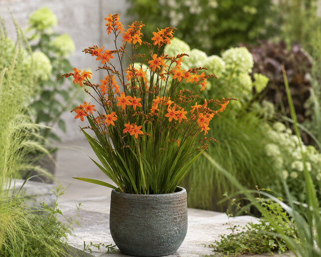 Crocosmia 'bressingham dark fires' - montbrécia - Crocosmia 'Bressingham Dark Fires'