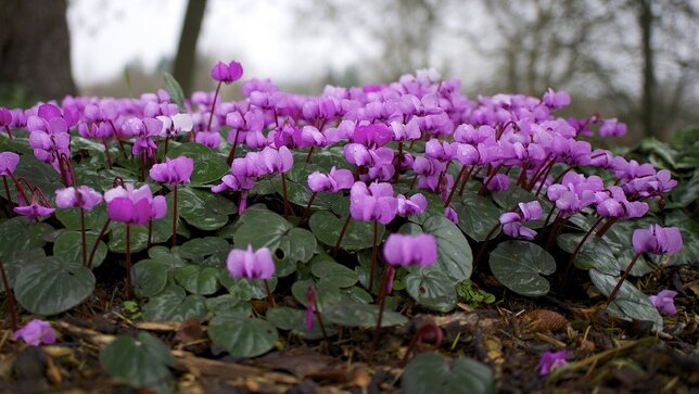 Cyclamen coum - cyklámen k1l - 3243204 Cyclamen coum 01