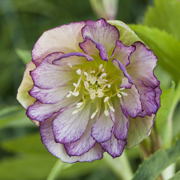 Helleborus 'double picotee king'- čemerica k2l - 9250631 Helleborus 'Double Picotee King' 2L 01