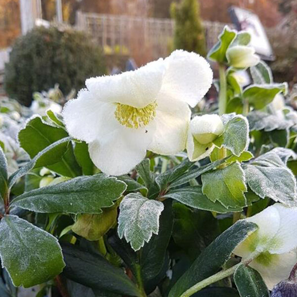 Helleborus 'mont blanc' - čemerica - 9250782 Helleborus 'Mont Blanc' 01