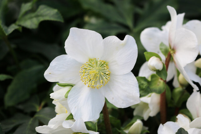 Helleborus 'mont blanc' - čemerica - 9250782 Helleborus 'Mont Blanc' 03
