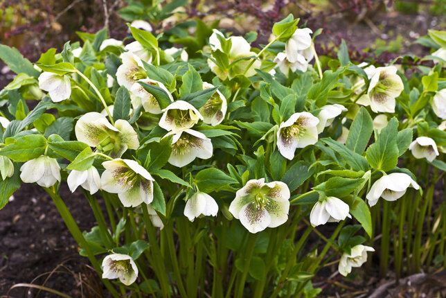 Helleborus 'white spotted' - čemerica k2l - 9251273 Helleborus 'White Spotted' 2L 01