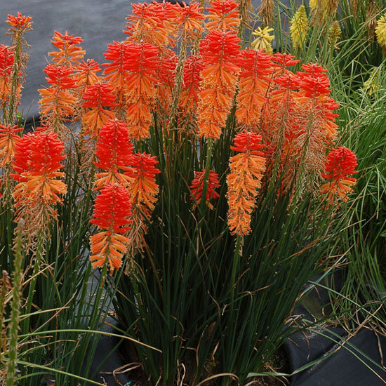 Kniphofia 'poco sunset'- fakľovka - 9251000 Kniphofia 'Poco Sunset' 02