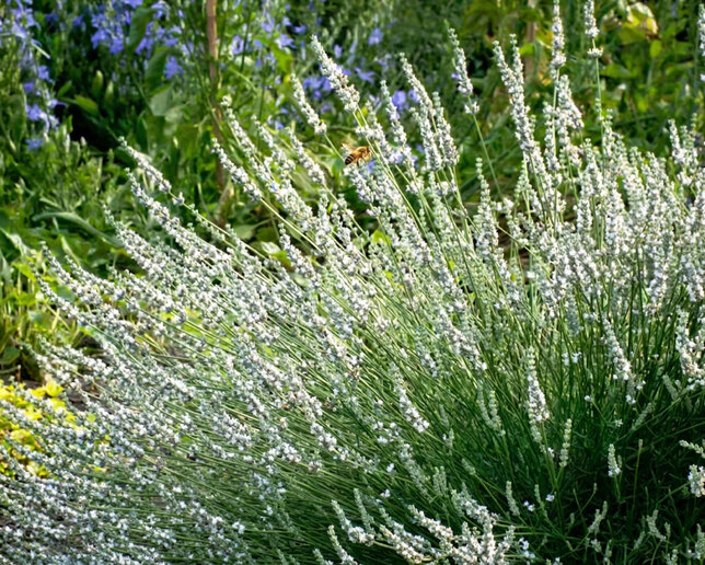 Lavandula 'alba' - levanduľa - Lavandula 'Alba'
