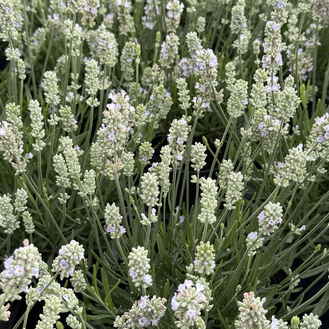 Lavandula 'arctic snow'- levanduľa - Lavandula 'Arctic Snow'