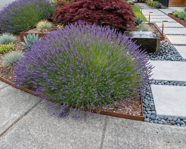 Lavandula 'grosso' - levanduľa - Lavandula 'Grosso' 