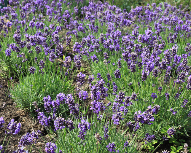 Lavandula 'lavici blue' - levanduľa - Lavandula Lavici Blue
