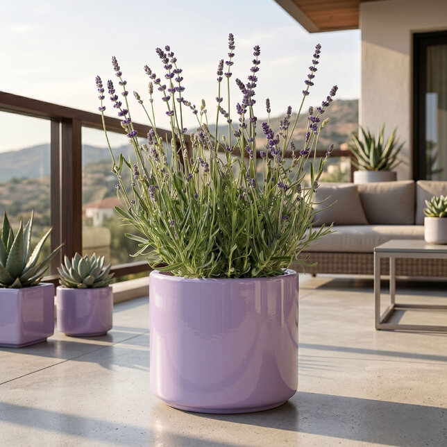 Lavandula 'lavici blue' - levanduľa - Lavandula 'Lavici Blue'