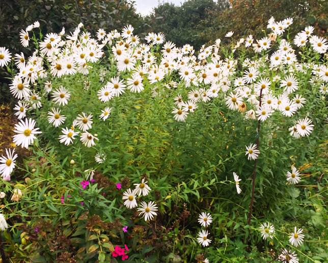 Leucanthemella serotina - králik - Leucanthemella serotina