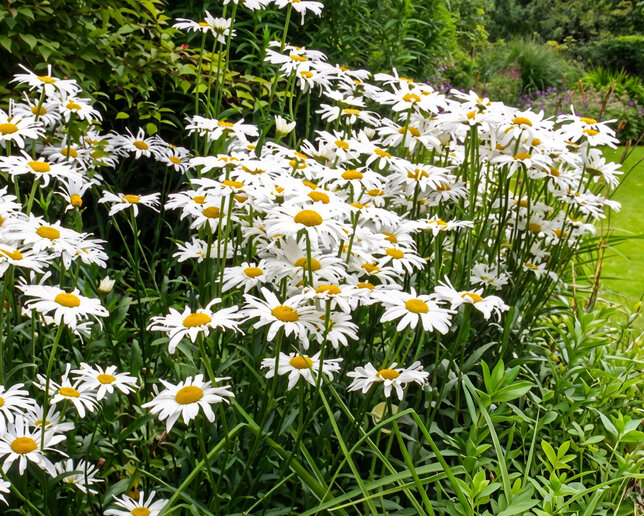 Leucanthemum 'silberprinzessche' - margaréta - Leucanthemum 'Silberprinzessche'