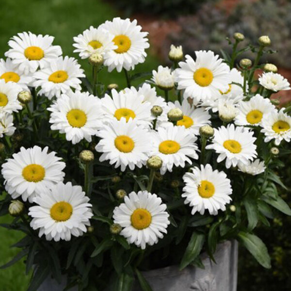 Leucanthemum 'sweet daisy jane' - margaréta - 9250866 Leucanthemum 'Sweet Daisy Jane' 01