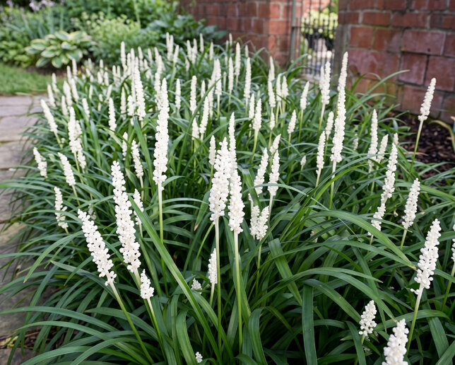Liriope 'monroe white' - liriopa - Liriope 'Monroe White'