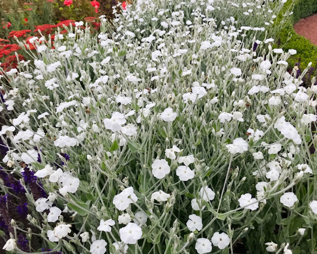 Lychnis 'alba' - kukučka - Lychnis 'Alba'