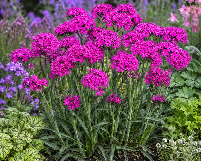 Lychnis 'cherry bubbles' - smolnička - Lychnis 'Cherry Bubbles' 