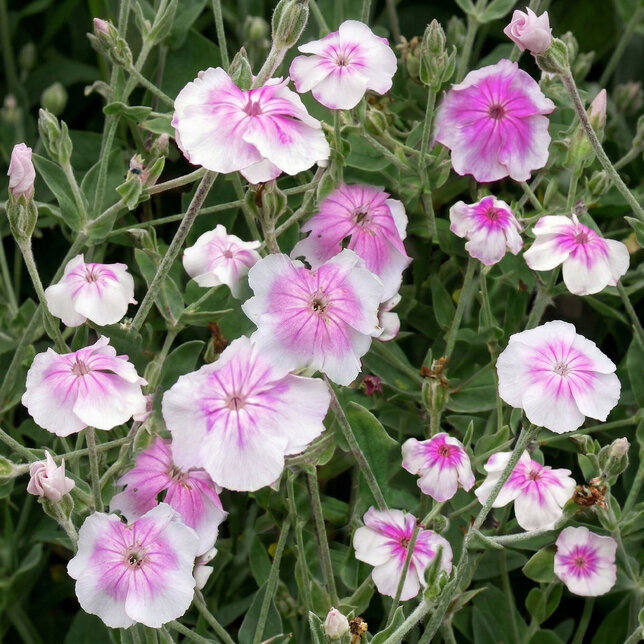 Lychnis 'oculata' - kukučka - Lychnis 'Oculata' 