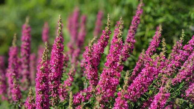 Lythrum 'zigeunerblut' - vrbovka k1l - 9251392 Lythrum salicaria 'Zigeunerblut' 01