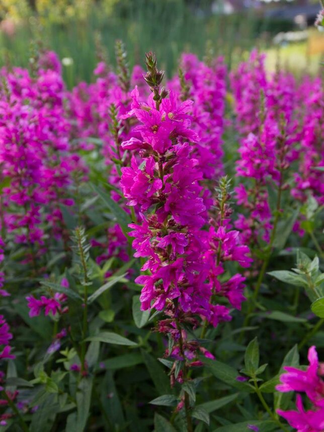 Lythrum 'zigeunerblut' - vrbovka k1l - 9251392 Lythrum salicaria 'Zigeunerblut' 02