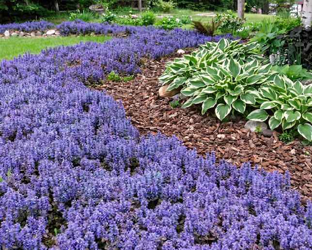 Ajuga 'chocolate chip' - zbehovec - Ajuga 'Chocolate Chip' 