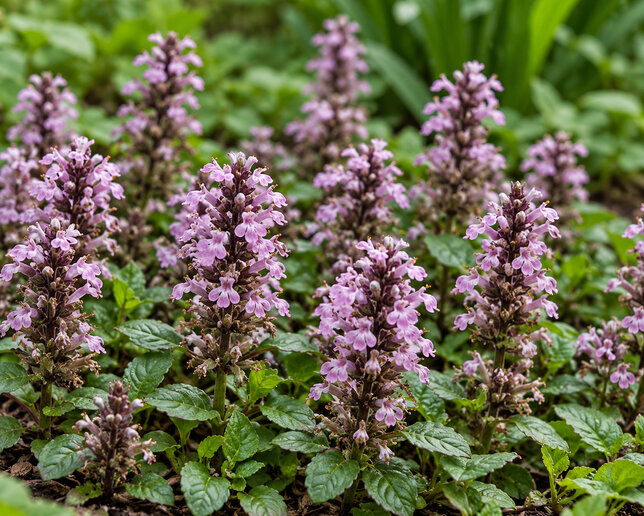 Ajuga 'rosea' - zbehovec - Ajuga 'Rosea' 
