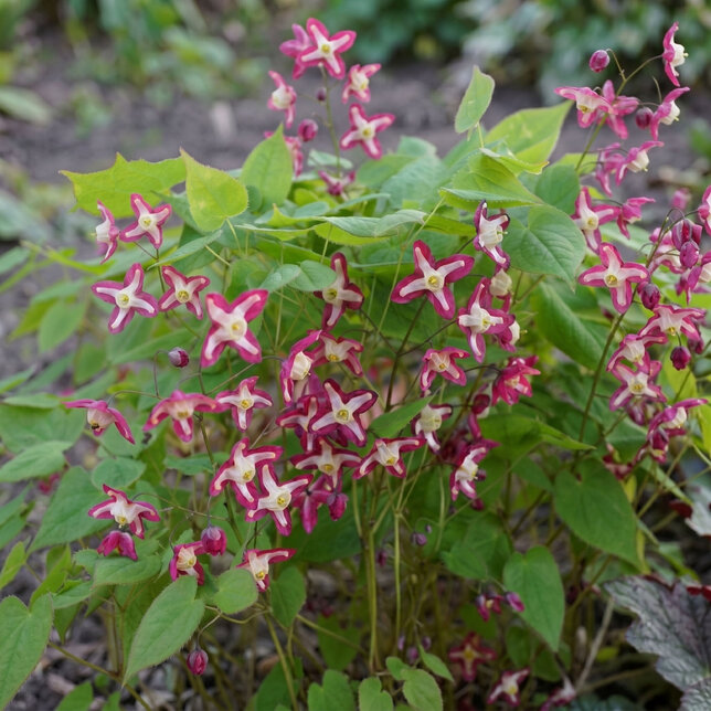 Epimedium 'galadriel' - krpčiarka - Epimedium 'Galadriel'