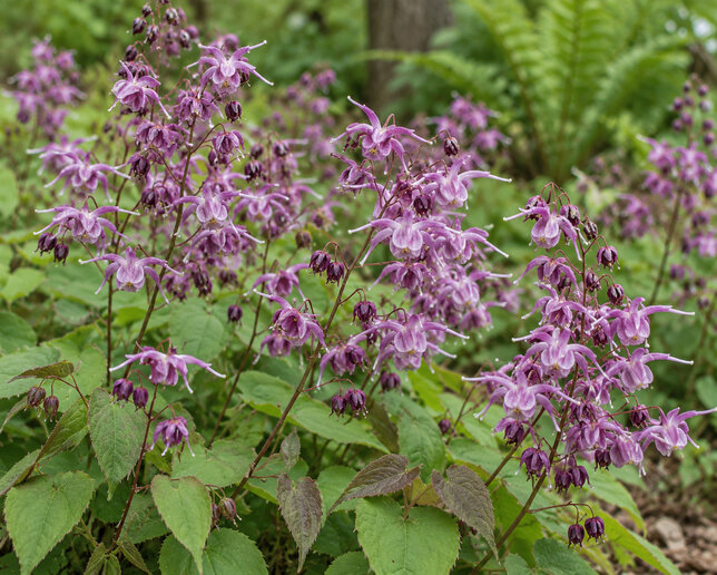 Epimedium 'lilafee' - krpčiarka - Epimedium 'Lilafee'