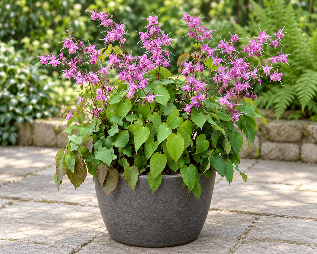 Epimedium 'lilafee' - krpčiarka - Epimedium 'Lilafee' 