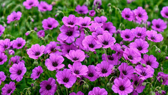 Geranium 'anne thomson' - pakost - Geranium 'Ann Thomson' - pakost 1