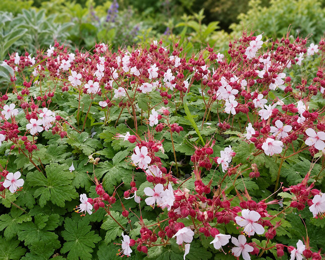 Geranium 'biokovo' - pakost - Geranium 'Biokovo'