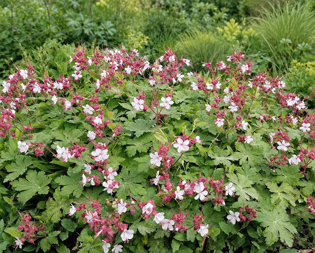 Geranium 'biokovo' - pakost - Geranium 'Biokovo' 