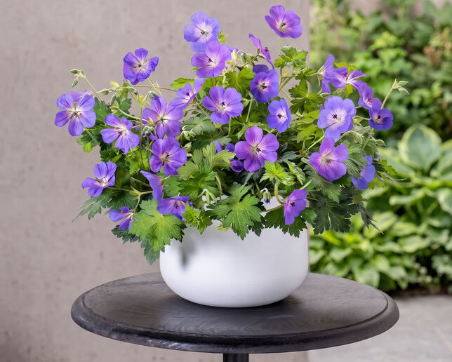 Geranium 'bloom me away' - pakost - Geranium 'Bloom Me Away' 2