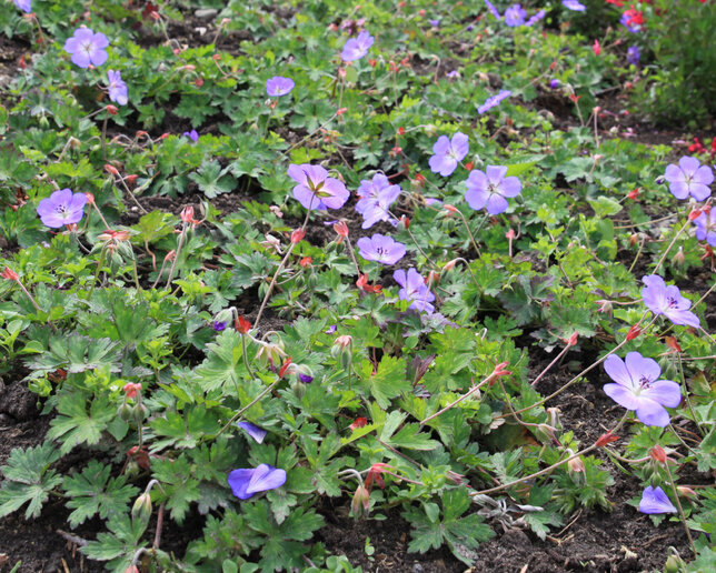 Geranium 'bloom me away' - pakost - Geranium 'Bloom Me Away'  1