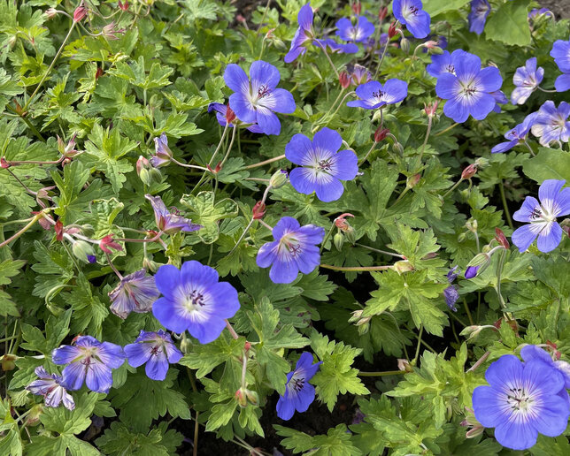 Geranium 'bloom me away' - pakost - Geranium 'Bloom Me Away'  2