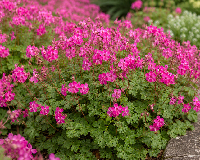 Geranium cant. 'intense' - pakost - Geranium × cantabrigiense 'Intense'