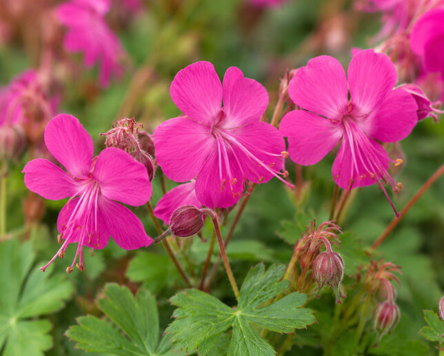 Geranium cant. 'intense' - pakost - Geranium × cantabrigiense 'Intense' 1