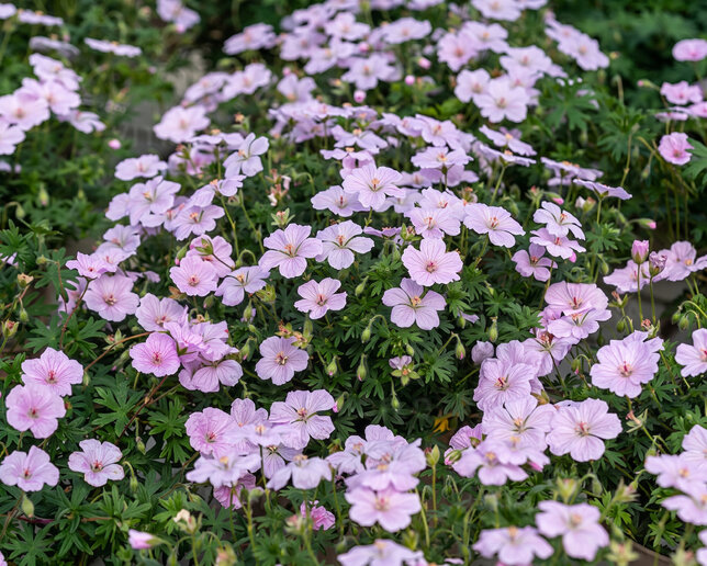 Geranium 'frivolius lilac' - pakost - Geranium 'Frivolius Lilac'  1