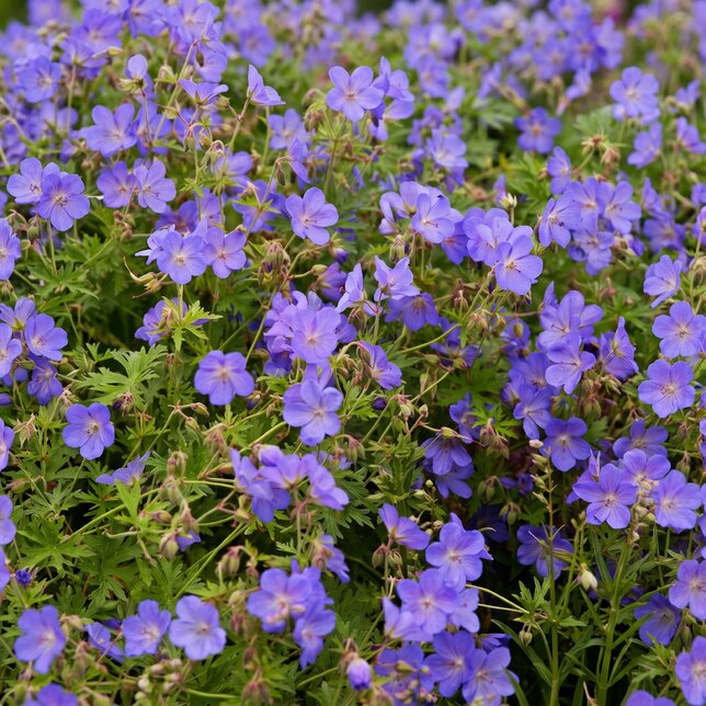 Geranium 'johnon's blue' - pakost - Pakost 'Johnon's Blue'