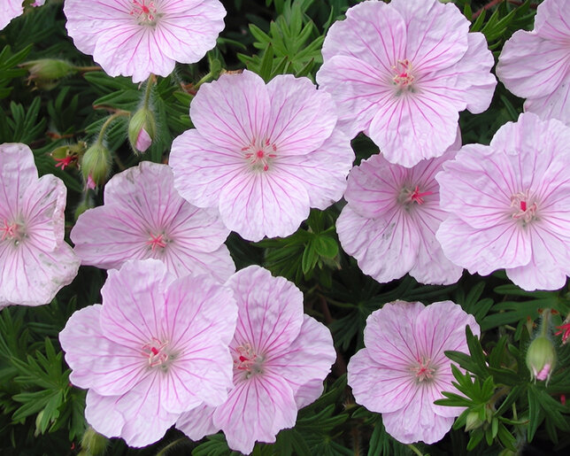 Geranium sanguineum 'apfelblüte' - pakost - Geranium sanguineum 'Apfelblüte'