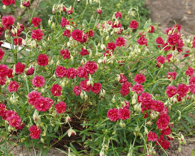 Helianthemum 'amabile plenum' - devätorník - Helianthemum 'Amabile Plenum'