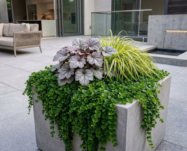 Lysimachia nummularia - čerkáč - Lysimachia nummularia 