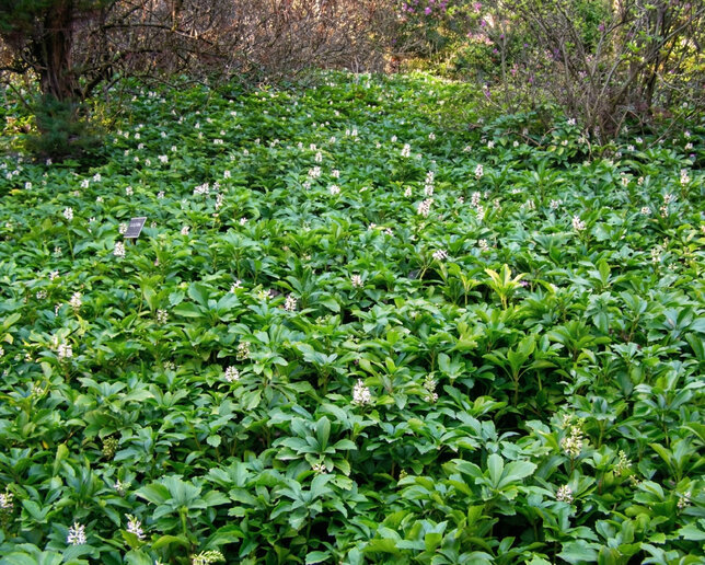 Pachysandra 'green carpet' - pachysandra - Pachysandra 'Green Carpet'