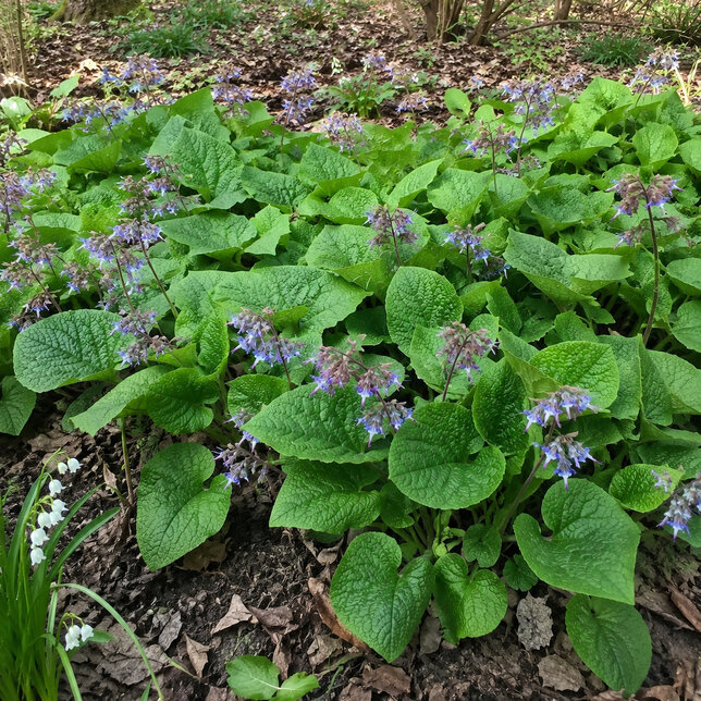 Trachystemon orientalis - Trachystemon orientalis