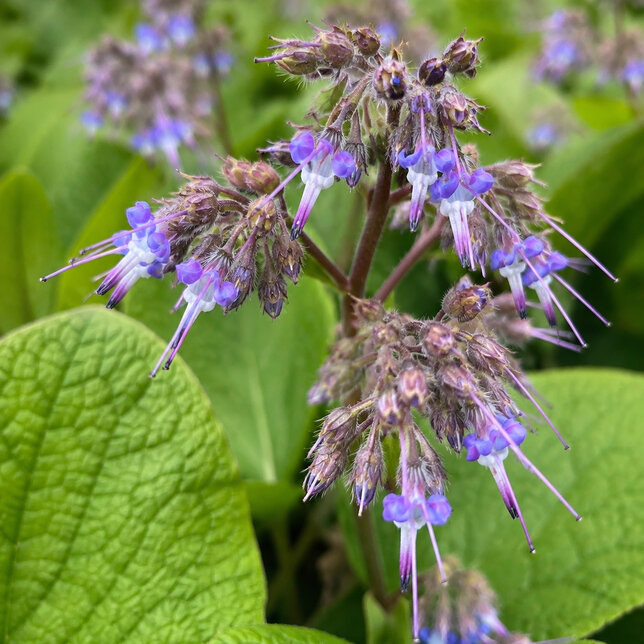 Trachystemon orientalis - Trachystemon orientalis kvet
